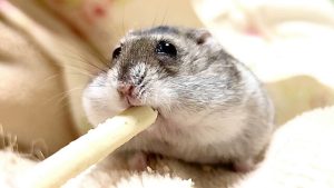 ペット共生型賃貸住宅を選ぶ