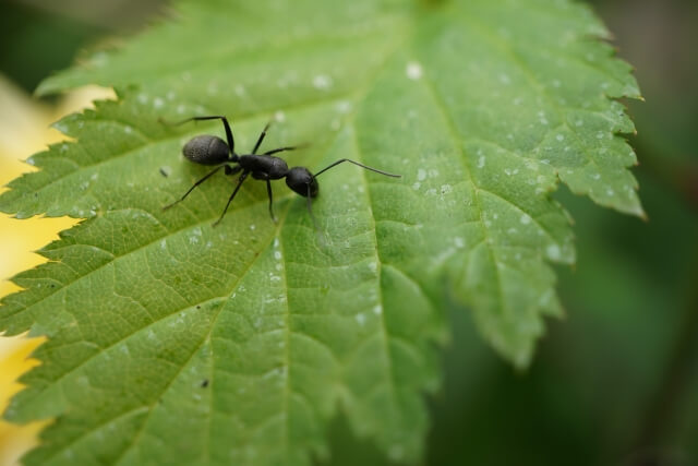 「虫が見える」幻覚は認知症のサイン？