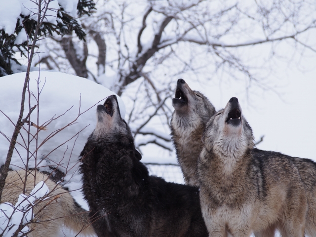 旭川に来たら外せない!【旭川市旭山動物園】