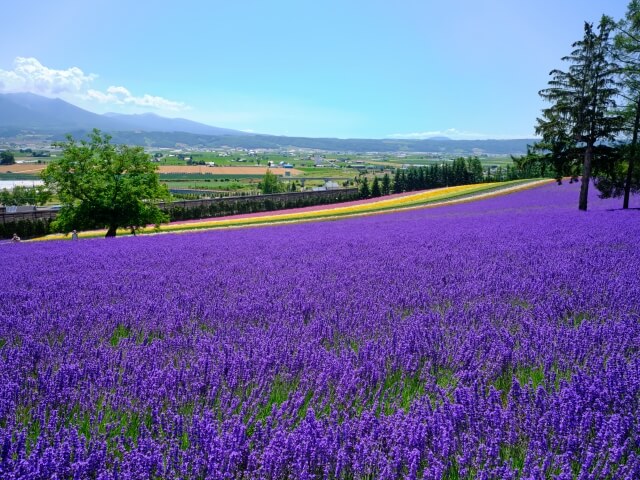 【自然デート2】北海道らしい景色といえばこれ♡富良野の「ファーム富田」でラベンダーを楽しむ!
